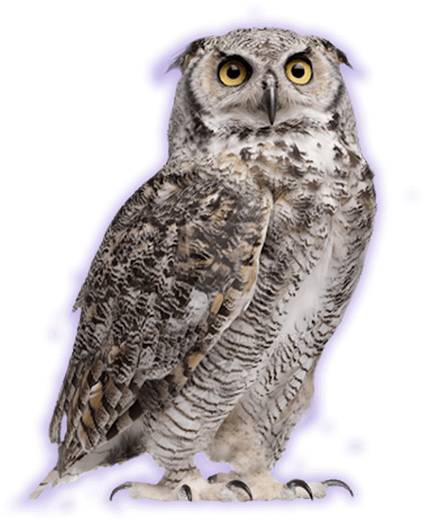 owl